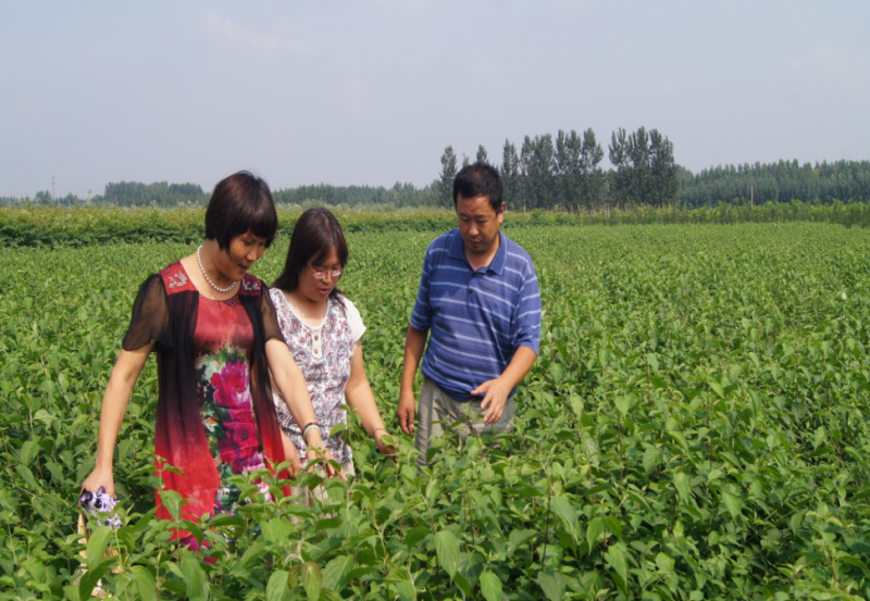 2014年8月30日北京林业大学苏淑钗、贾黎明教授到公司苗圃指导工作