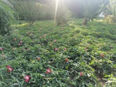 2024两会特别报道 著名优秀诚信企业家---余国平