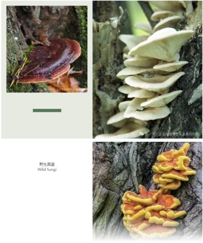 陈康林怎么治疗肿瘤的