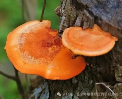 陈康林怎么治疗肿瘤的